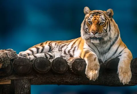 Siberian tiger lying down on wooden deck on blue Stock Photos