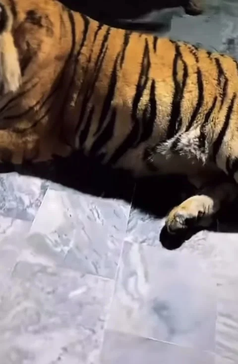 Siberian Tiger lying in Home. Wild animal nature background. Bengal tiger Close  Stock Footage 239443607