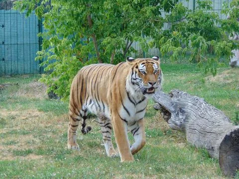Siberian tiger at Oradea Zoo, Romania. Feline Stock Photos