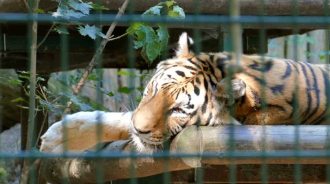 The Siberian Tiger Panthera Tigris Alta Stock Video Pond