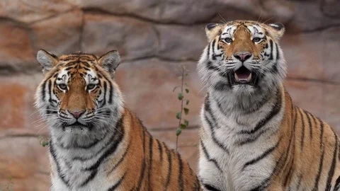 Siberian Tiger Panthera Tigris Altaica Stock Video Pond