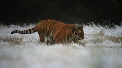 Siberian tiger (Panthera tigris altaica) running over a field covered by a snow Stock Footage