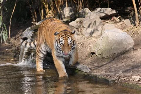Siberian tiger Stock Photos