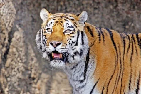 Siberian tiger Stock Photos