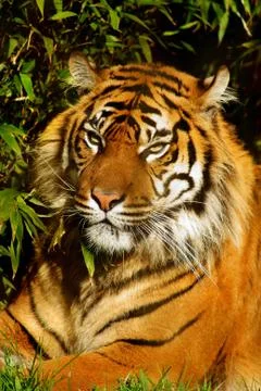 Siberian tiger Stock Photos