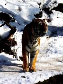 Siberian Tiger Stock Photos
