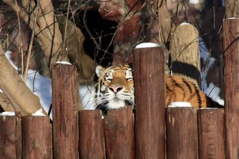 Siberian tiger Stock Photos