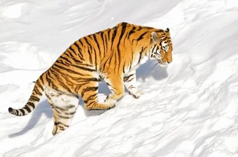 Siberian Tiger Stock Photos