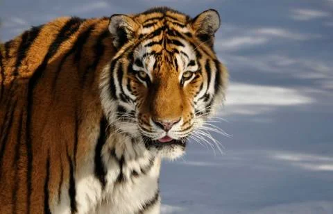 Siberian Tiger Stock Photos