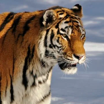 Siberian Tiger Stock Photos