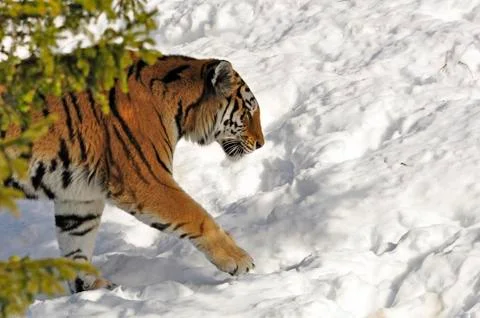 Siberian Tiger Stock Photos