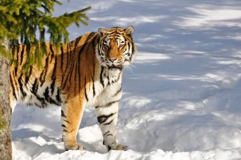 Siberian Tiger Stock Photos