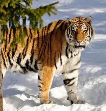 Siberian Tiger Stock Photos