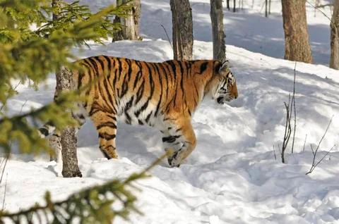 Siberian Tiger Stock Photos