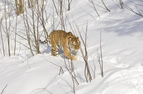 Siberian Tiger Stock Photos