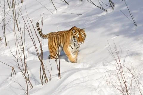 Siberian Tiger Stock Photos