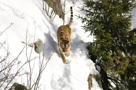 Siberian Tiger Stock Photos