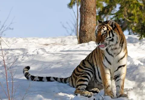 Siberian Tiger Stock Photos