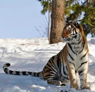 Siberian Tiger Stock Photos