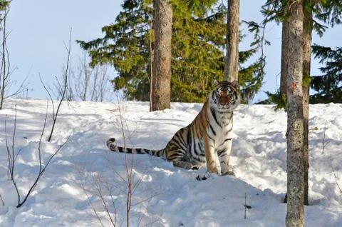 Siberian Tiger Stock Photos