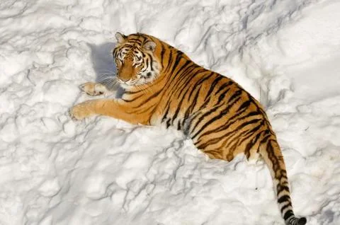 Siberian Tiger Stock Photos