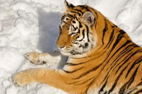 Siberian Tiger Stock Photos