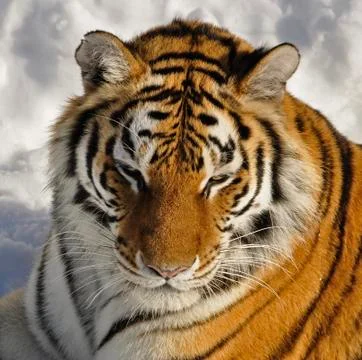 Siberian Tiger Stock Photos