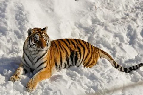 Siberian Tiger Stock Photos