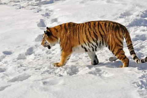 Siberian Tiger Stock Photos