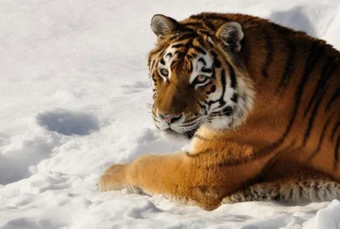 Siberian Tiger Stock Photos