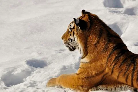 Siberian Tiger Stock Photos