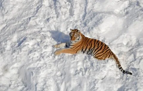 Siberian Tiger Stock Photos
