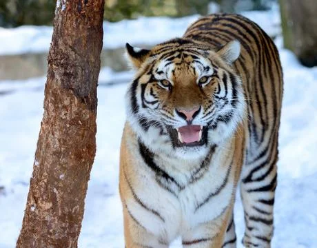 Siberian tiger Stock Photos