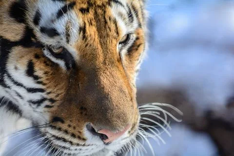 Siberian tiger Stock Photos