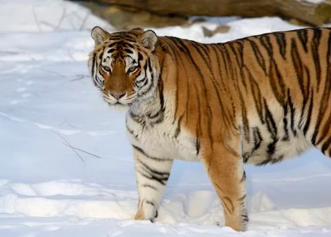 Siberian tiger Stock Photos