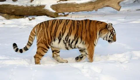 Siberian tiger Stock Photos