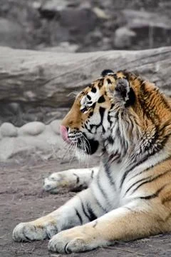 Siberian tiger Stock Photos