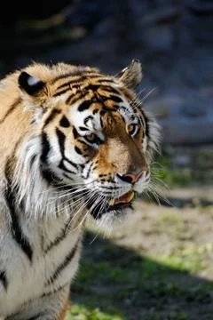 Siberian tiger Stock Photos