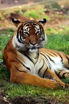 Siberian tiger Stock Photos