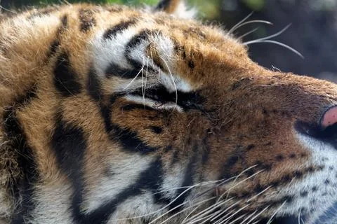 Siberian tiger Stock Photos