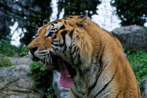 Siberian tiger Foto stock