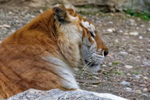 Siberian tiger Stock Photos