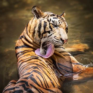 Siberian tiger Stock Photos