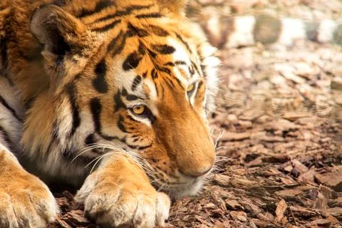 Siberian tiger Stock Photos