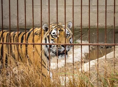 Siberian tiger 写真素材