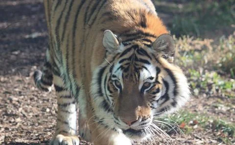 A Siberian Tiger Stock Photos
