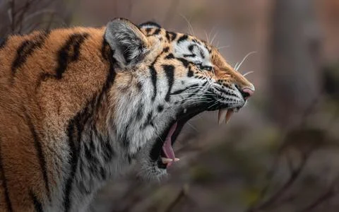 Siberian tiger Stock Photos