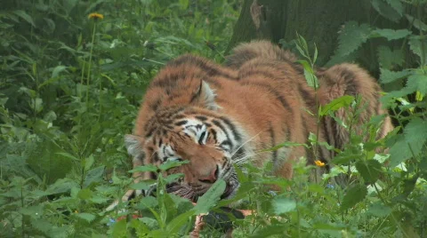 Siberian Tiger with Prey Stock Footage 419426