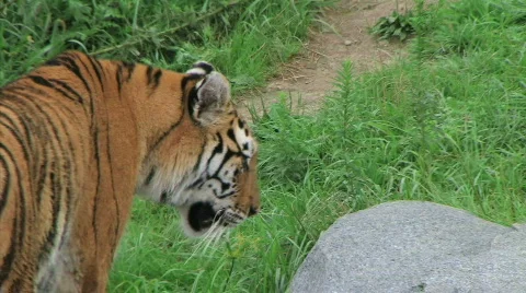 Siberian Tiger Prowling Stock Footage 99716
