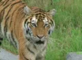 Siberian Tiger Prowling Footage